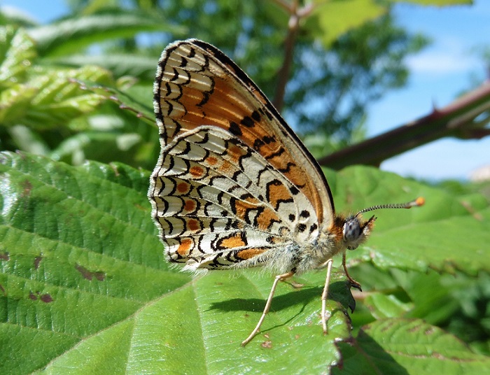 Da identificare:  Melitea phoebe